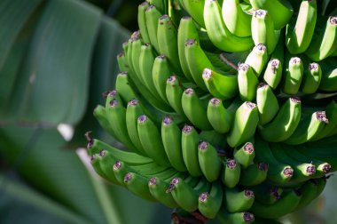 La Palma, Kanarya Adaları 'ndaki volkanik patlamadan sonra yeşil meyveli muz ağaçları çiftliği.