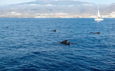Tekneden izleyen balinalar, Tenerife kıyısında benekli balina ailesi, Kanarya adaları, kışın İspanya