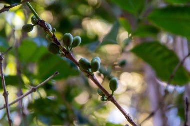 Arabika kahve ağacı, yeşil olgunlaşmış kahve, kiraz, tarlada çilek, kahve çekirdeği üretimi.