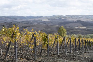 Bagno Vignoni, Tuscany 'deki üzüm bağlarında sonbahar hasattan sonra sıra sıra sarı üzüm bitkileri, İtalya