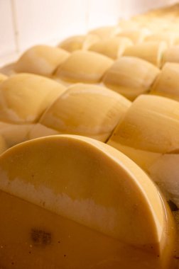 Parma, İtalya 'da küçük bir peynir çiftliğinde parmesanlı parmesan peyniri yapma süreci. 20-25 gün tuz emmek için tuzlu su banyosu yapan tekerlekler.