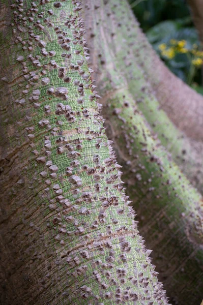 Huge tree ceiba pentanrda, national tree of Guatemala, kapok tree, close up