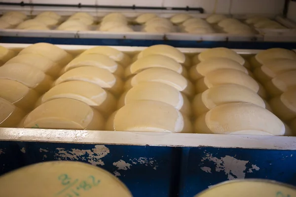 パルマ イタリア の小さなチーズ農場でパルミジャーノ レッジャーノ パルメザン ハードチーズを作るプロセス 25日間塩を吸収するために塩を吸収するために塩浴で醸造ホイール — ストック写真