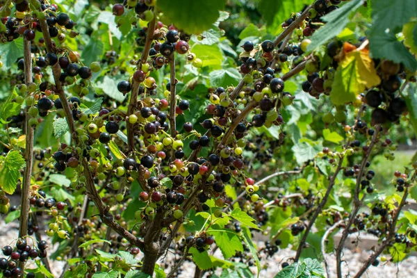 フランスのブルゴーニュで甘いカシスクリームリキュールを作るために使用される黒スグリの果実のロイヤル ナポリ古い品種 — ストック写真
