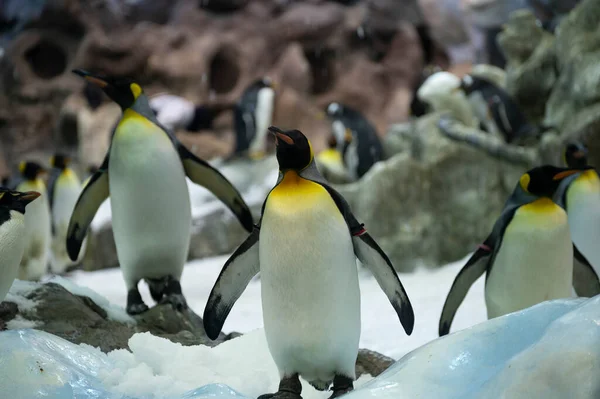 Colonia Pingüinos Nobles Emperadores Aves Marinas Zoológico — Foto de Stock