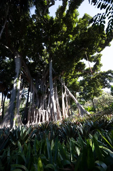 스페인 카나리아 제도의 테네리페에 식물원에 뿌리가 매달려 피쿠스 — 스톡 사진