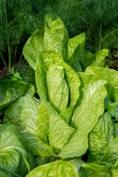 Comida Saludable Ensalada Lechuga Hoja Verde Creciendo Jardín Ecológico Cerca — Foto de Stock