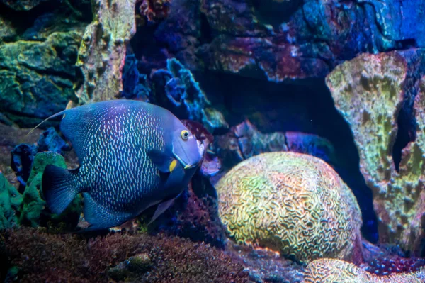 Acuario Mar Con Agua Salada Diferentes Peces Arrecife Coral Colores —  Fotos de Stock