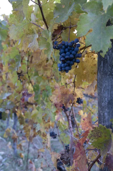 Colorful Autumn Vineyards Wine Making Town Montalcino Tuscany Ripe Blue — Stock Photo, Image