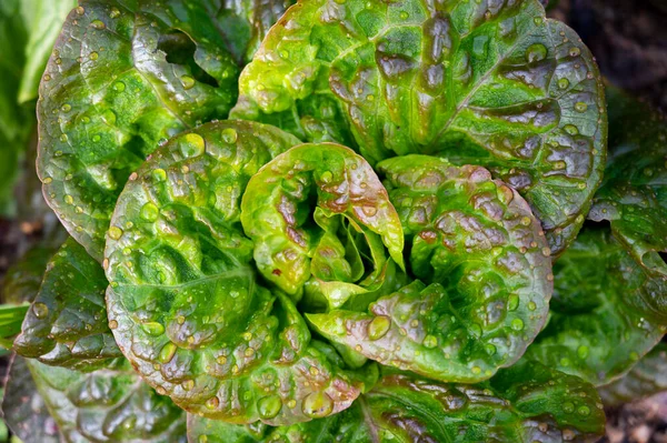 Υγιεινή Διατροφή Σαλάτα Πράσινα Φύλλα Μαρουλιού Που Καλλιεργείται Στον Οικολογικό — Φωτογραφία Αρχείου
