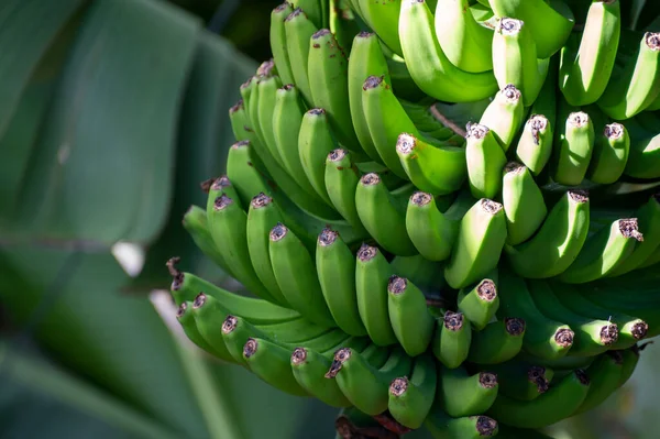 La Palma, Kanarya Adaları 'ndaki volkanik patlamadan sonra yeşil meyveli muz ağaçları çiftliği.