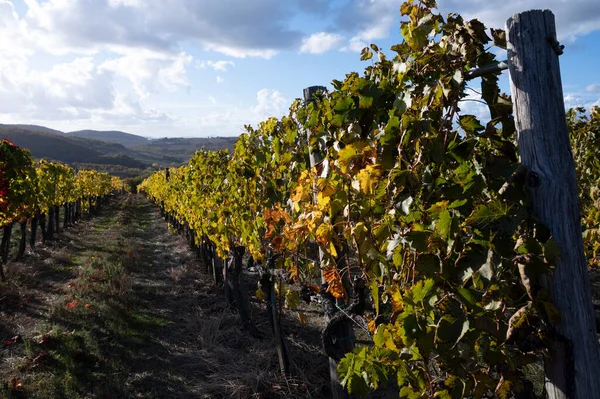 俯瞰群山 五彩缤纷的秋天 在意大利托斯卡纳蒙塔尔奇诺镇附近的葡萄园里 一排排葡萄收获后 — 图库照片