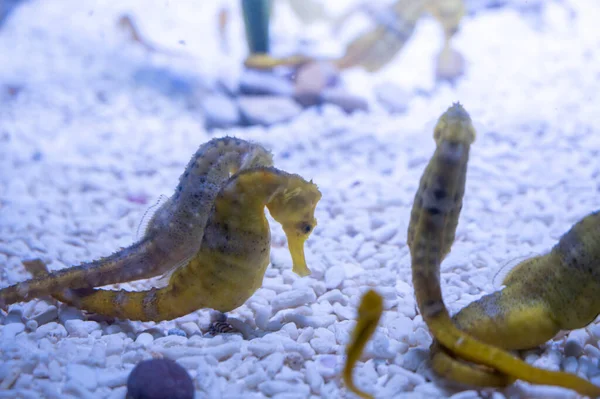 히포크라테스 물고기는 소금에 수족관에서 — 스톡 사진