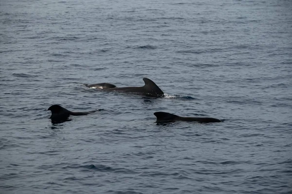 Wieloryby Obserwujące Łodzi Dostrzeżona Rodzina Wielorybów Wybrzeży Teneryfy Wyspy Kanaryjskie — Zdjęcie stockowe