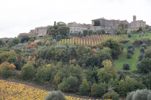 Abbazia Sant Antimo Montalcino Toskana Talya Yakınlarındaki Tepelerde Yürüyorum Selvi — Stok fotoğraf