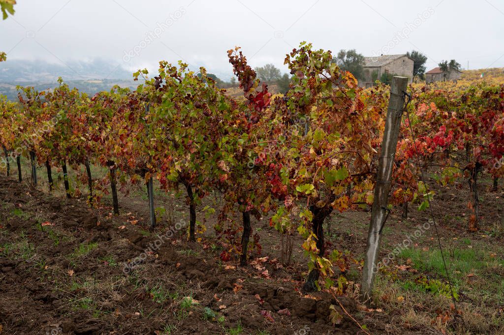 Rainy autumn day on vineyards near Orvieto, Umbria, rows of grape plants after harvest, Italy