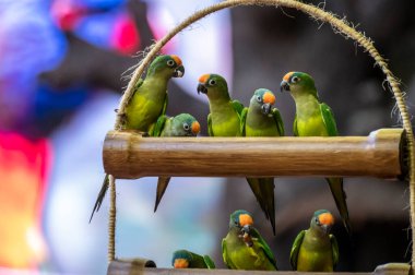 Group of green Cordilleran parakeets or Psittacara frontatus minor birds close up clipart