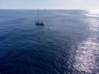 Tekneden izleyen balinalar, Tenerife kıyısında benekli balina ailesi, Kanarya adaları, kışın İspanya