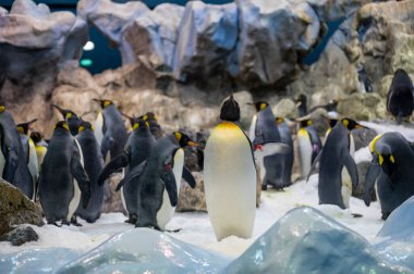 Gentoo ve imparator penguenler kolonisi Hayvanat bahçesinde deniz kuşları