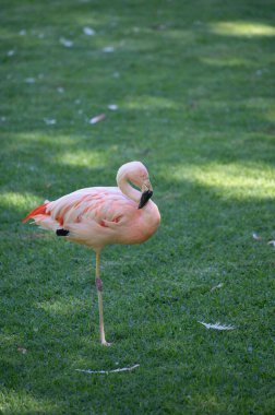 Yeşil çimlerde pembe flamingo egzotik kuşlar kolonisi