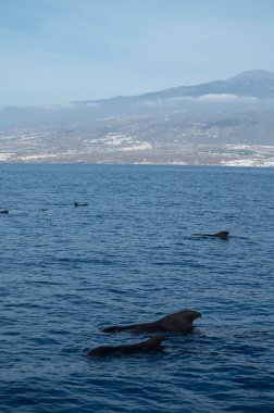 Tekneden izleyen balinalar, Tenerife kıyısında benekli balina ailesi, Kanarya adaları, kışın İspanya