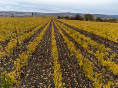 Şarap yakınlarındaki Sangiovese üzüm bağlarının üzerinde uçan drone 'lar Montalcino, Toskana kasabasını hasattan sonra sıra sıra üzüm bitkileri, İtalya