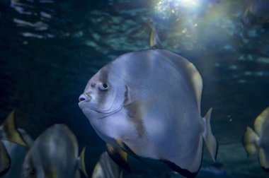 Tuzlu su ve farklı renklerde mercan resif balıklarıyla deniz akvaryumu yakınlaşır.