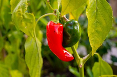Sebze eko bahçesi, bitkinin üzerinde olgunlaşan kırmızı dolma biber.