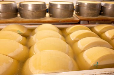 Parma, İtalya 'daki küçük peynir çiftliğinde parmegiano-reggiano parmesan peyniri pişirme işlemi tuzlu su banyosu ile tuzlu su emmek için tuzlu su banyosu ve peynir tekerlekleri ile paslanmaz çelik tokalar.