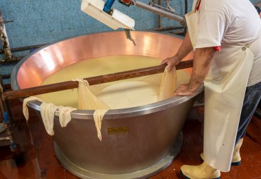 Parma, Reggio-Emilia, İtalya 'daki küçük peynir çiftliğinde parmesanlı parmesan peynirin inek sütünden yapılmış geleneksel bir işlem.