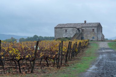 Orvieto, Umbria yakınlarındaki üzüm bağlarında yağmurlu bir sonbahar günü, hasattan sonra sıra sıra üzüm bitkileri, İtalya