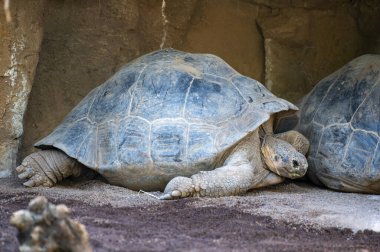Büyük yetişkin Galapagos kaplumbağası ya da Chelonoidis Nijer kaplumbağası kumun üzerinde dinleniyor.