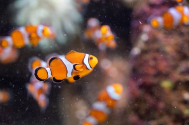 Deniz akvaryumu, tuzlu su ve farklı renklerde mercan resif balığı Amphiprioninae Palyaço Balığı.