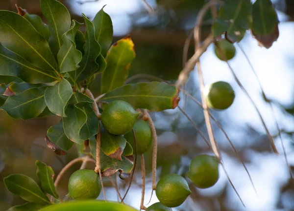 Twarde Zielone Australijskie Orzechy Makadamia Wiszące Gałęziach Dużym Drzewie Plantacji — Zdjęcie stockowe