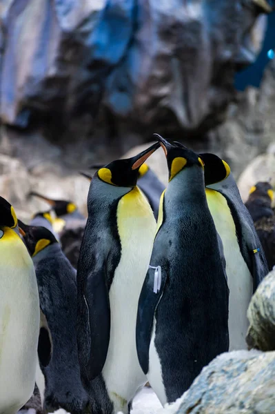 Koloni Gentoo Och Kejsare Pingviner Sjöfåglar Djurpark — Stockfoto