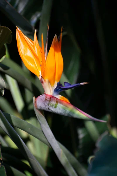 Blüte Von Strelitzia Reginae Farbenfroher Paradiesvogel Botanischen Garten Aus Nächster — Stockfoto