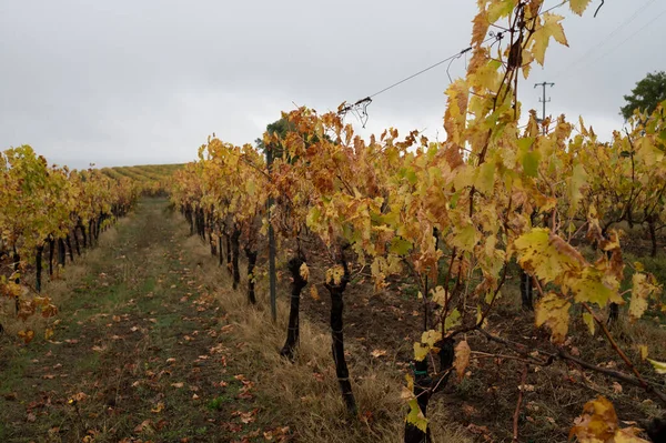 秋天的雨天 在意大利翁布里亚奥尔维托附近的葡萄园里 一排排葡萄收获后 — 图库照片