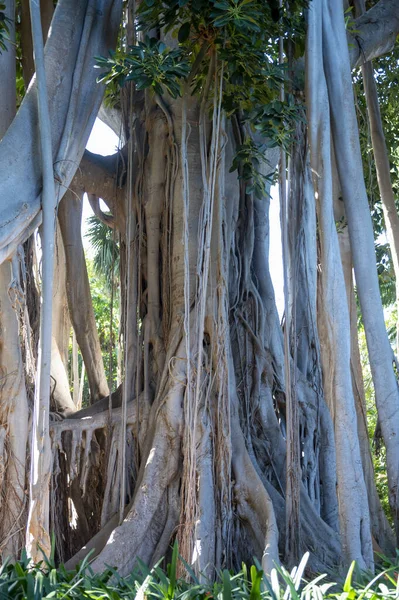スペイン カナリア諸島 テネリフェ島の植物園に空中根をぶら下げ巨大な魚の木 — ストック写真