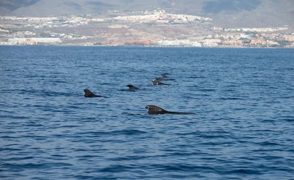 Avistamiento Ballenas Desde Embarcación Avistada Familia Ballenas Cerca Costa Tenerife — Foto de Stock