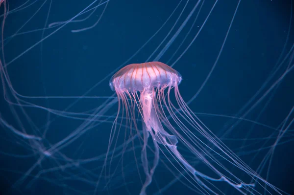 Chrysaora Achlyos Colorata Purple Striped Jellyfish Lives Water Coast California — Stock Photo, Image