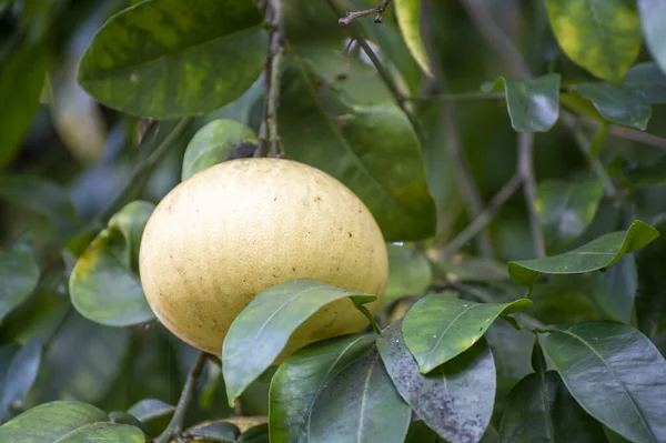 Velké Žluté Citrusové Plody Visí Pomelo Stromu Sadu — Stock fotografie