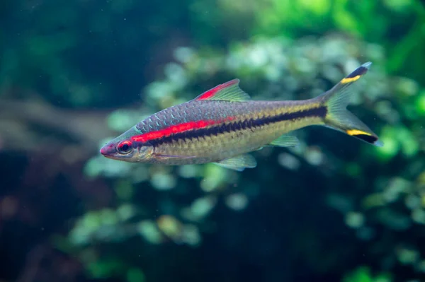 Peixe Tetra Colorido Auqarium Hobby Com Plantas Água Verde — Fotografia de Stock