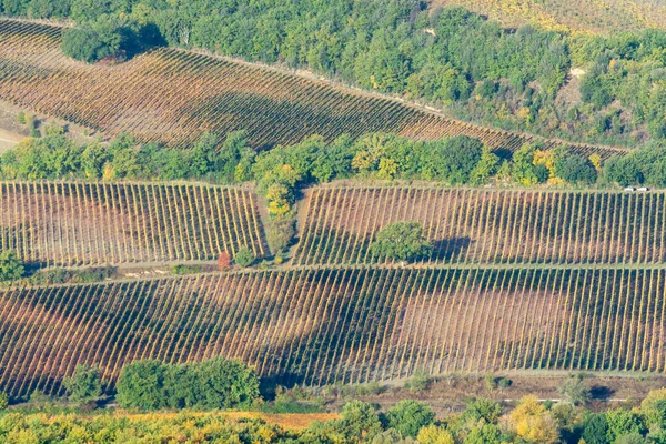 Letecký Pohled Kopce Barevný Podzim Vinicích Blízkosti Vinařského Města Montalcino — Stock fotografie