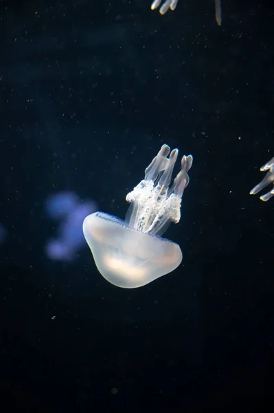 Aurelia Aurita Common Jellyfish Moon Saucer Jelly Dark Background — Stock Photo, Image