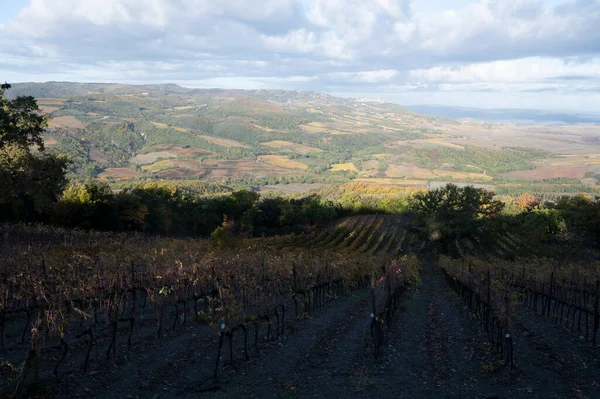 Colorful autumn day on vineyards near wine making town Montalcino, Tuscany, rows of grape plants after harvest, Italy