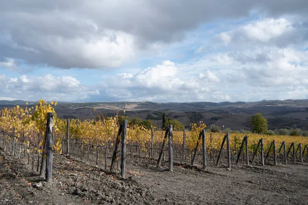 Bagno Vignoni Podzim Vinicích Toskánsku Řady Žlutých Hroznů Sklizni Itálie — Stock fotografie