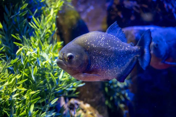 Havsakvarium Med Saltvatten Och Differenet Färgglada Korallrev Fisk Röd Magad — Stockfoto