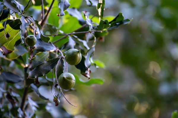 Nueces Macadamia Australianas Verdes Duras Que Cuelgan Las Ramas Árbol — Foto de Stock