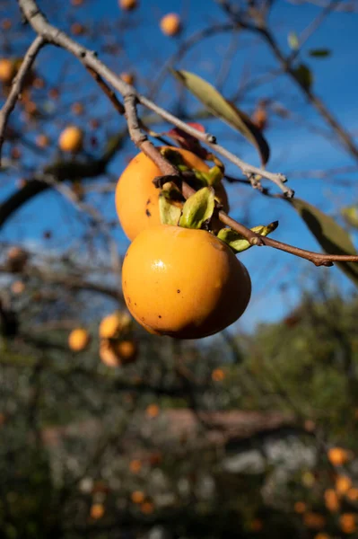 Fruta Madura Caqui Naranja Dulce Colgando Árbol Otoño — Foto de Stock