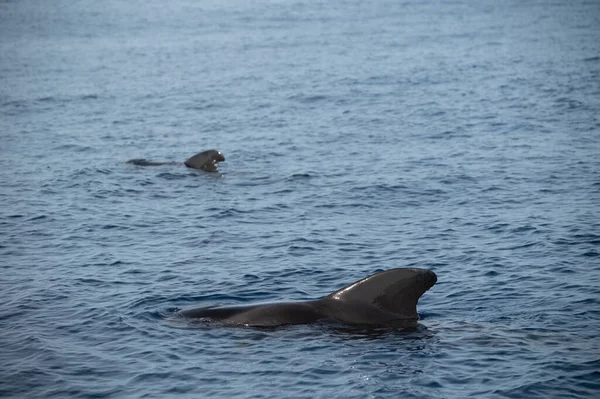 Wieloryby Obserwujące Łodzi Dostrzeżona Rodzina Wielorybów Wybrzeży Teneryfy Wyspy Kanaryjskie — Zdjęcie stockowe